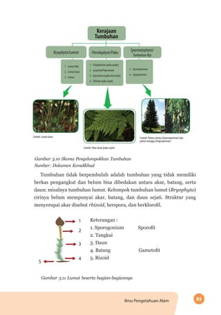 85Ilmu Pengetahuan Alam
Contoh: Lumut daun
Contoh: Paku tiang (paku sejati)
Contoh: Pohon cemara (Gymnospermae) dan
pohon mangga (Angiospermae)
Kerajaan
Tumbuhan
Bryophyta/Lumut
1.	 Lumut Hati
2.	 Lumut daun
3.	 Lumut
1.	 Psilophytinae (paku purba)
2.	 Lycopsida/Paku kawat
3.	 Equisetinae (paku ekor kuda)
4.	 Filicinae (paku sejati)
5.	 Gymnospermae
6.	 Angiospermae
Pteridophyta/Paku
Spermatophyta/
Tumbuhan Biji
Gambar 3.10 Skema Pengelompokkan Tumbuhan
Sumber: Dokumen Kemdikbud
Tumbuhan tidak berpembuluh adalah tumbuhan yang tidak memiliki
berkas pengangkut dan belum bisa dibedakan antara akar, batang, serta
daun; misalnya tumbuhan lumut. Kelompok tumbuhan lumut (Bryophyta)
cirinya belum mempunyai akar, batang, dan daun sejati. Struktur yang
menyerupai akar disebut rhizoid, berspora, dan berklorofil.
Keterangan :
	 1. Sporogonium Sporofit
	 2. Tangkai
	 3. Daun
	 4. Batang Gametofit
	 5. Rizoid
Gambar 3.11 Lumut beserta bagian-bagiannya
 