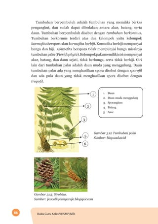 86 Buku Guru Kelas VII SMP/MTs
Tumbuhan berpembuluh adalah tumbuhan yang memiliki berkas
pengangkut, dan sudah dapat dibedakan antara akar, batang, serta
daun. Tumbuhan berpembuluh disebut dengan tumbuhan berkormus.
Tumbuhan berkormus terdiri atas dua kelompok yaitu kelompok
kormofita berspora dan kormofita berbiji. Kormofita berbiji mempunyai
bunga dan biji. Kormofita berspora tidak mempunyai bunga misalnya
tumbuhanpaku(Pteridophyta).Kelompokpakumemilikicirimempunyai
akar, batang, dan daun sejati, tidak berbunga, serta tidak berbiji. Ciri
lain dari tumbuhan paku adalah daun muda yang menggulung. Daun
tumbuhan paku ada yang menghasilkan spora disebut dengan sporofil
dan ada pula daun yang tidak menghasilkan spora disebut dengan
tropofil.
1.	 Daun
2.	 Daun muda menggulung
3.	 Sporangium
4.	 Batang
5.	 Akar
1
2
3
5
6
Gambar 3.12 Tumbuhan paku
Sumber: blog.uad.ac.id
Gambar 3.13. Strobilus.
Sumber: pascollegesingaraja.blogspot.com
 