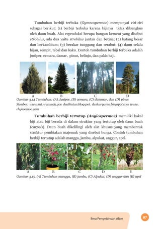 87Ilmu Pengetahuan Alam
Tumbuhan berbiji terbuka (Gymnospermae) mempunyai ciri-ciri
sebagai berikut: (1) berbiji terbuka karena bijinya tidak dibungkus
oleh daun buah. Alat reproduksi berupa bangun kerucut yang disebut
strobilus, ada dua yaitu strobilus jantan dan betina; (2) batang besar
dan berkambium; (3) berakar tunggang dan serabut; (4) daun selalu
hijau, sempit, tebal dan kaku. Contoh tumbuhan berbiji terbuka adalah
juniper, cemara, damar, pinus, belinjo, dan pakis haji.
A CB D
Gambar 3.14 Tumbuhan: (A) Juniper, (B) cemara, (C) dammar, dan (D) pinus
Sumber: www.mt.nrcs.usda.gov deslihutan.blogspot. dwikaryanto.blogspot.com www.
chykoemoo.com
Tumbuhan berbiji tertutup (Angiospermae) memiliki bakal
biji atau biji berada di dalam struktur yang tertutup oleh daun buah
(carpels). Daun buah dikelilingi oleh alat khusus yang membentuk
struktur pembiakan majemuk yang disebut bunga. Contoh tumbuhan
berbiji tertutup adalah mangga, jambu, alpukat, anggur, apel.
A B C D E
Gambar 3.15. (A) Tumbuhan mangga, (B) jambu, (C) Alpukat, (D) anggur dan (E) apel
 