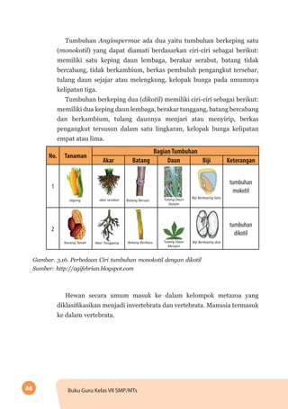 88 Buku Guru Kelas VII SMP/MTs
Tumbuhan Angiospermae ada dua yaitu tumbuhan berkeping satu
(monokotil) yang dapat diamati berdasarkan ciri-ciri sebagai berikut:
memiliki satu keping daun lembaga, berakar serabut, batang tidak
bercabang, tidak berkambium, berkas pembuluh pengangkut tersebar,
tulang daun sejajar atau melengkung, kelopak bunga pada umumnya
kelipatan tiga.
Tumbuhan berkeping dua (dikotil) memiliki ciri-ciri sebagai berikut:
memiliki dua keping daun lembaga, berakar tunggang, batang bercabang
dan berkambium, tulang daunnya menjari atau menyirip, berkas
pengangkut tersusun dalam satu lingkaran, kelopak bunga kelipatan
empat atau lima.
No. Tanaman
BagianTumbuhan
Akar Batang Daun Biji Keterangan
1
Jagung akar serabut Batang Beruas Tulang Daun
Sejajar
Biji Berkeping Satu
tumbuhan
mokotil
2
Kacang Tanah Akar Tunggang Batang Berkayu Tulang Daun
Menjari
Biji Berkeping dua
tumbuhan
dikotil
Gambar. 3.16. Perbedaan Ciri tumbuhan monokotil dengan dikotil
Sumber: http://agifebrian.blogspot.com
Hewan secara umum masuk ke dalam kelompok metazoa yang
diklasifikasikan menjadi invertebrata dan vertebrata. Manusia termasuk
ke dalam vertebrata.
 