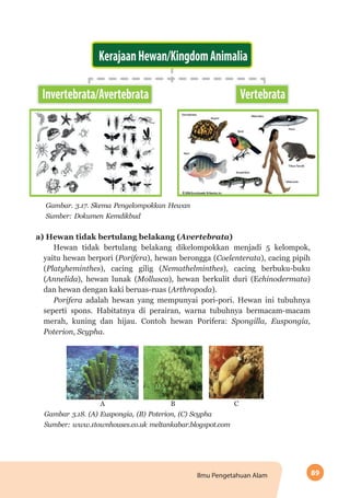 89Ilmu Pengetahuan Alam
	 Gambar. 3.17. Skema Pengelompokkan Hewan
	 Sumber: Dokumen Kemdikbud
a) Hewan tidak bertulang belakang (Avertebrata)
Hewan tidak bertulang belakang dikelompokkan menjadi 5 kelompok,
yaitu hewan berpori (Porifera), hewan berongga (Coelenterata), cacing pipih
(Platyheminthes), cacing gilig (Nemathelminthes), cacing berbuku-buku
(Annelida), hewan lunak (Mollusca), hewan berkulit duri (Echinodermata)
dan hewan dengan kaki beruas-ruas (Arthropoda).
Porifera adalah hewan yang mempunyai pori-pori. Hewan ini tubuhnya
seperti spons. Habitatnya di perairan, warna tubuhnya bermacam-macam
merah, kuning dan hijau. Contoh hewan Porifera: Spongilla, Euspongia,
Poterion, Scypha.
A B C
Gambar 3.18. (A) Euspongia, (B) Poterion, (C) Scypha
Sumber: www.1townhouses.co.uk meltankabar.blogspot.com
 