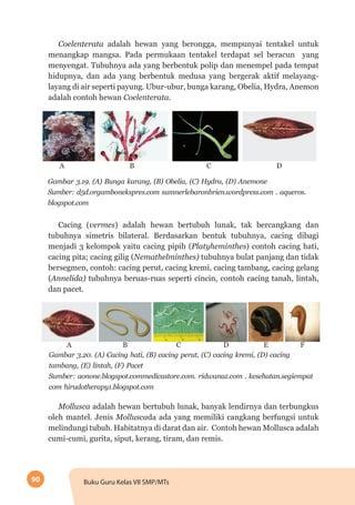 90 Buku Guru Kelas VII SMP/MTs
Coelenterata adalah hewan yang berongga, mempunyai tentakel untuk
menangkap mangsa. Pada permukaan tentakel terdapat sel beracun yang
menyengat. Tubuhnya ada yang berbentuk polip dan menempel pada tempat
hidupnya, dan ada yang berbentuk medusa yang bergerak aktif melayang-
layang di air seperti payung. Ubur-ubur, bunga karang, Obelia, Hydra, Anemon
adalah contoh hewan Coelenterata.
A B C D
Gambar 3.19. (A) Bunga karang, (B) Obelia, (C) Hydra, (D) Anemone
Sumber: d5d.orgambonekspres.com sumnerlebaronbrien.wordpress.com . aqueros.
blogspot.com
Cacing (vermes) adalah hewan bertubuh lunak, tak bercangkang dan
tubuhnya simetris bilateral. Berdasarkan bentuk tubuhnya, cacing dibagi
menjadi 3 kelompok yaitu cacing pipih (Platyheminthes) contoh cacing hati,
cacing pita; cacing gilig (Nemathelminthes) tubuhnya bulat panjang dan tidak
bersegmen, contoh: cacing perut, cacing kremi, cacing tambang, cacing gelang
(Annelida) tubuhnya beruas-ruas seperti cincin, contoh cacing tanah, lintah,
dan pacet.
A B DC E F
Gambar 3.20. (A) Cacing hati, (B) cacing perut, (C) cacing kremi, (D) cacing
tambang, (E) lintah, (F) Pacet
Sumber: aonone.blogspot.commedicastore.com. ridwanaz.com . kesehatan.segiempat
com hirudotherapy1.blogspot.com
Mollusca adalah hewan bertubuh lunak, banyak lendirnya dan terbungkus
oleh mantel. Jenis Molluscada ada yang memiliki cangkang berfungsi untuk
melindungi tubuh. Habitatnya di darat dan air. Contoh hewan Mollusca adalah
cumi-cumi, gurita, siput, kerang, tiram, dan remis.
 