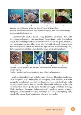 91Ilmu Pengetahuan Alam
A B C D
Gambar 3.21. (A) Gurita, (B) kerang dara, (C) siput, (D) siput laut
Sumber: elsaelsi.wordpress.com zaree-muhamad.blogspot.com. www.aphotomarine.
com.biologipedia.blogspot.com
Echinodermata adalah hewan yang tubuhnya diselimuti duri, ada
lempengan zat kapur/zat kitin yang keras. Tubuh simetri radial dengan lima
lengan. Pada tubuhnya terdapat sistem ambulakral untuk alat gerak, bernapas,
dan menangkap mangsa. Ada 5 kelas yaitu Asteroidea (contoh bintang laut),
Echinoidea (contoh landak laut, bulu babi), Ophiuroidea (contoh bintang ular),
Crinoidea (contoh lilia laut), dan Holothuroidea (contoh tripang laut).
A B C D E
Gambar 3.22 (a) bulu babi, (b) lilia laut, (c) bintang laut, (d) bintang mengular,
dan (e) tripang.
Sumber: berdikari-unihako.blogspot.com pesat-education.blogspot.com
Arthropoda adalah hewan berbuku-buku, tubuhnya dibedakan atas kepala,
dada dan perut, tubuh terbungkus zat kitin yang keras, memiliki alat indra
yang peka terhadap sentuhan dan bau-bauan, memiliki mata faset yaitu mata
majemuk terdiri atas beribu-ribu mata kecil berbentuk segi enam. Arthropoda
dikelompokkan dalam 4 kelas yaitu Insecta (serangga) contohnya belalang,
lebah, kumbang; Crustacea (udang-udangan) contohnya udang, kepiting,
rajungan; Arachnoidea (laba-laba) contohnya: laba-laba, kalajengking, kutu,
caplak; Myriapoda (lipan) contohnya; kelabang, kaki seribu.
 