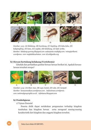 92 Buku Guru Kelas VII SMP/MTs
A
F G H I
B C D E
Gambar 3.23. (A) Belalang, (B) kumbang, (C) kepiting, (D) laba-laba, (E)
kalajengking, (F) kutu, (G) caplak, (H) kelabang, (I) kaki seribu.
Sumber: belalang-goreng.blogspot.com sudarjanto.multiply.com. mimpipribumi.
wordpress. com majalahkesehatan. com id.wikipedia.org
b)	Hewan bertulang belakang (Vertebrata)
Lihatlah dan perhatikan gambar hewan-hewan berikut ini. Apakah hewan-
hewan tersebut serupa?
A B C D E
Gambar 3.24: (A) Ikan mas, (B) sapi, katak, (D) ulat, (E) merpati
Sumber: konsumenikan.wordpress.com . balivetman.wordpress.
com nationalgeographic.co.id . info69mu.blogspot.com
b) Pembelajaran
1) Tujuan Esensial
Peserta didik dapat melakukan pengamatan terhadap kingdom
tumbuhan dan kingdom hewan serta mengenal masing-masing
karakteristik dari kingdom dan anggota kingdom tersebut.
 