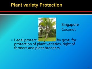  Legal protection granted by govt. for
protection of plant varieties, right of
farmers and plant breeders
23
Singapore
Coconut
 