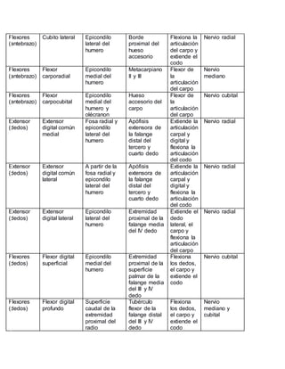 Flexores
(antebrazo)
Cubito lateral Epicondilo
lateral del
humero
Borde
proximal del
hueso
accesorio
Flexiona la
articulación
del carpo y
extiende el
codo
Nervio radial
Flexores
(antebrazo)
Flexor
carporadial
Epicondilo
medial del
humero
Metacarpiano
II y III
Flexor de
la
articulación
del carpo
Nervio
mediano
Flexores
(antebrazo)
Flexor
carpocubital
Epicondilo
medial del
humero y
olécranon
Hueso
accesorio del
carpo
Flexor de
la
articulación
del carpo
Nervio cubital
Extensor
(dedos)
Extensor
digital común
medial
Fosa radial y
epicondilo
lateral del
humero
Apófisis
extensora de
la falange
distal del
tercero y
cuarto dedo
Extiende la
articulación
carpal y
digital y
flexiona la
articulación
del codo
Nervio radial
Extensor
(dedos)
Extensor
digital común
lateral
A partir de la
fosa radial y
epicondilo
lateral del
humero
Apófisis
extensora de
la falange
distal del
tercero y
cuarto dedo
Extiende la
articulación
carpal y
digital y
flexiona la
articulación
del codo
Nervio radial
Extensor
(dedos)
Extensor
digital lateral
Epicondilo
lateral del
humero
Extremidad
proximal de la
falange media
del IV dedo
Extiende el
dedo
lateral, el
carpo y
flexiona la
articulación
del carpo
Nervio radial
Flexores
(dedos)
Flexor digital
superficial
Epicondilo
medial del
humero
Extremidad
proximal de la
superficie
palmar de la
falange media
del III y IV
dedo
Flexiona
los dedos,
el carpo y
extiende el
codo
Nervio cubital
Flexores
(dedos)
Flexor digital
profundo
Superficie
caudal de la
extremidad
proximal del
radio
Tubérculo
flexor de la
falange distal
del III y IV
dedo
Flexiona
los dedos,
el carpo y
extiende el
codo
Nervio
mediano y
cubital
 