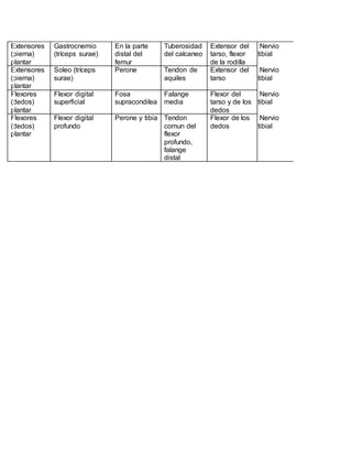 Extensores
(pierna)
plantar
Gastrocnemio
(tríceps surae)
En la parte
distal del
femur
Tuberosidad
del calcaneo
Extensor del
tarso, flexor
de la rodilla
Nervio
tibial
Extensores
(pierna)
plantar
Soleo (tríceps
surae)
Perone Tendon de
aquiles
Extensor del
tarso
Nervio
tibial
Flexores
(dedos)
plantar
Flexor digital
superficial
Fosa
supracondilea
Falange
media
Flexor del
tarso y de los
dedos
Nervio
tibial
Flexores
(dedos)
plantar
Flexor digital
profundo
Perone y tibia Tendon
comun del
flexor
profundo,
falange
distal
Flexor de los
dedos
Nervio
tibial
 