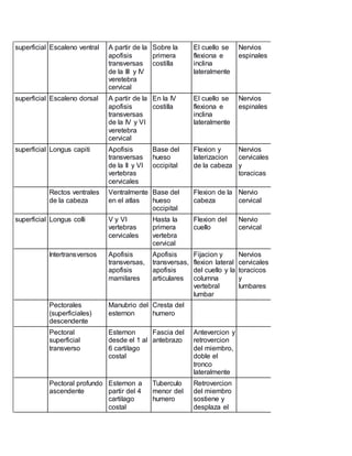 superficial Escaleno ventral A partir de la
apofisis
transversas
de la III y IV
veretebra
cervical
Sobre la
primera
costilla
El cuello se
flexiona e
inclina
lateralmente
Nervios
espinales
superficial Escaleno dorsal A partir de la
apofisis
transversas
de la IV y VI
veretebra
cervical
En la IV
costilla
El cuello se
flexiona e
inclina
lateralmente
Nervios
espinales
superficial Longus capiti Apofisis
transversas
de la II y VI
vertebras
cervicales
Base del
hueso
occipital
Flexion y
laterizacion
de la cabeza
Nervios
cervicales
y
toracicas
Rectos ventrales
de la cabeza
Ventralmente
en el atlas
Base del
hueso
occipital
Flexion de la
cabeza
Nervio
cervical
superficial Longus colli V y VI
vertebras
cervicales
Hasta la
primera
vertebra
cervical
Flexion del
cuello
Nervio
cervical
Intertransversos Apofisis
transversas,
apofisis
mamilares
Apofisis
transversas,
apofisis
articulares
Fijacion y
flexion lateral
del cuello y la
columna
vertebral
lumbar
Nervios
cervicales
toracicos
y
lumbares
Pectorales
(superficiales)
descendente
Manubrio del
esternon
Cresta del
humero
Pectoral
superficial
transverso
Esternon
desde el 1 al
6 cartilago
costal
Fascia del
antebrazo
Antevercion y
retrovercion
del miembro,
doble el
tronco
lateralmente
Pectoral profundo
ascendente
Esternon a
partir del 4
cartilago
costal
Tuberculo
menor del
humero
Retrovercion
del miembro
sostiene y
desplaza el
 
