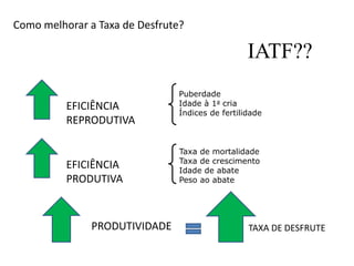 Como melhorar a Taxa de Desfrute?
EFICIÊNCIA
REPRODUTIVA
Puberdade
Idade à 1a cria
Índices de fertilidade
EFICIÊNCIA
PRODUTIVA
Taxa de mortalidade
Taxa de crescimento
Idade de abate
Peso ao abate
PRODUTIVIDADE TAXA DE DESFRUTE
IATF??
 