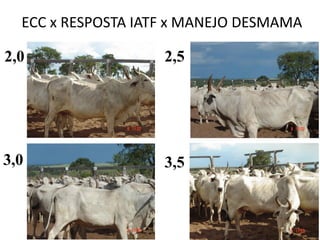 ECC x RESPOSTA IATF x MANEJO DESMAMA
2,0 2,5
3,0 3,5
 