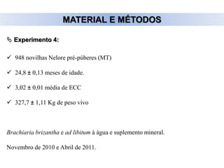 MATERIAL E MÉTODOS
 948 novilhas Nelore pré-púberes (MT)
 24,8 ± 0,13 meses de idade.
 3,02 ± 0,01 média de ECC
 327,7 ± 1,11 Kg de peso vivo
Brachiaria brizantha e ad libitum à água e suplemento mineral.
Novembro de 2010 e Abril de 2011.
 Experimento 4:
 