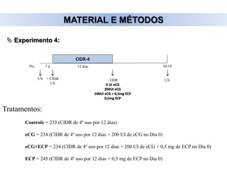 MATERIAL E MÉTODOS
 Experimento 4:
Tratamentos:
Controle = 235 (CIDR de 4º uso por 12 dias)
eCG = 234 (CIDR de 4º uso por 12 dias + 200 UI de eCG no Dia 0)
eCG+ECP = 234 (CIDR de 4º uso por 12 dias + 200 UI de eCG + 0,5 mg de ECP no Dia 0)
ECP = 245 (CIDR de 4º uso por 12 dias + 0,5 mg de ECP no Dia 0)
CIDR-4
Dia 12 dias 10-14
+ CIDR
US
7 d
US - CIDR
0 UI eCG
200UI eCG
200UI eCG + 0,5mg ECP
0,5mg ECP
US
 