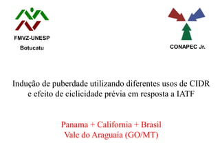 Indução de puberdade utilizando diferentes usos de CIDR
e efeito de ciclicidade prévia em resposta a IATF
Panama + California + Brasil
Vale do Araguaia (GO/MT)
FMVZ-UNESP
Botucatu CONAPEC Jr.
 