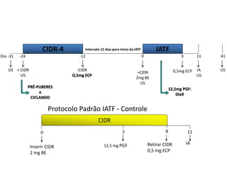 CIDR-4
Dia -12 0 9 41
+ CIDR
US
-31
US -CIDR
O,5mg ECP
0,5mg ECP
IATF
+CIDR
2mg BE
US
11
IA
US
Intervalo 12 dias para inicio da IATF
-24
US
PRÉ-PUBERES
e
CICLANDO
12,5mg PGF:
Dia9
CIDR
90
Inserir CIDR
2 mg BE
Retirar CIDR
0,5 mg ECP
11
IA
7
12,5 mg PGF
Protocolo Padrão IATF - Controle
 