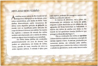 Abelhas sem ferrão no RS