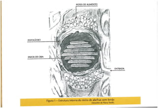 Abelhas sem ferrão no RS
