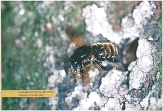 Abelhas sem ferrão no RS