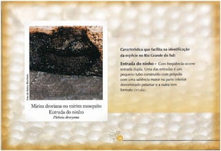 Abelhas sem ferrão no RS