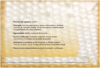 Abelhas sem ferrão no RS