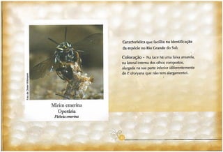 Abelhas sem ferrão no RS