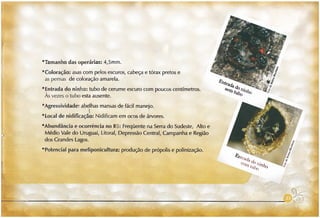 Abelhas sem ferrão no RS