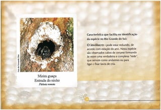 Abelhas sem ferrão no RS