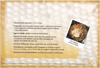 Abelhas sem ferrão no RS