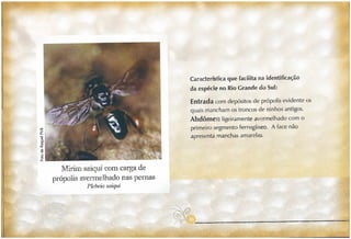 Abelhas sem ferrão no RS