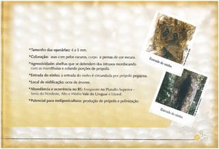 Abelhas sem ferrão no RS