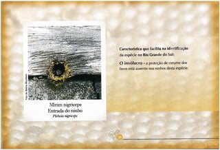 Abelhas sem ferrão no RS