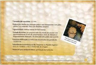 Abelhas sem ferrão no RS