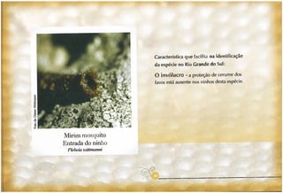 Abelhas sem ferrão no RS