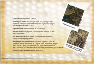 Abelhas sem ferrão no RS