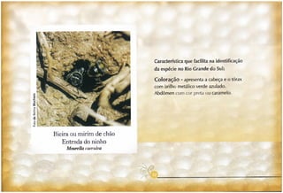 Abelhas sem ferrão no RS