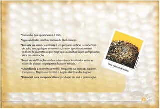 Abelhas sem ferrão no RS