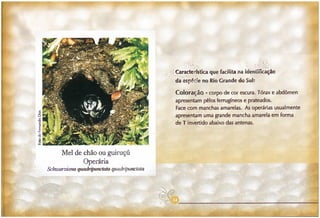 Abelhas sem ferrão no RS