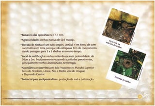 Abelhas sem ferrão no RS