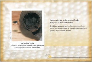 Abelhas sem ferrão no RS