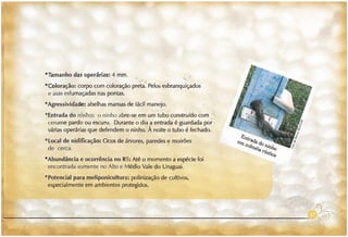 Abelhas sem ferrão no RS