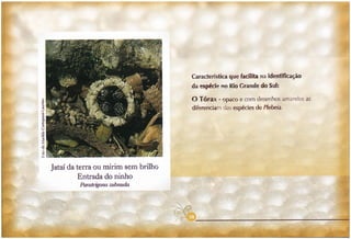 Abelhas sem ferrão no RS