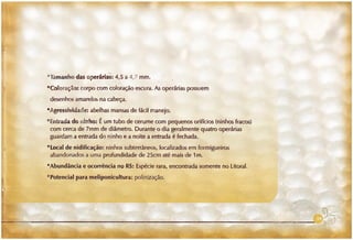 Abelhas sem ferrão no RS