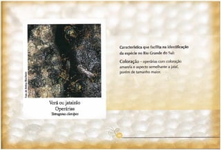 Abelhas sem ferrão no RS