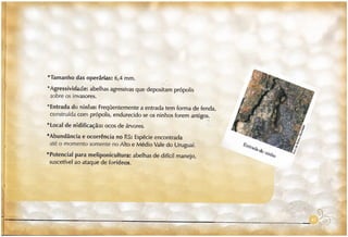 Abelhas sem ferrão no RS