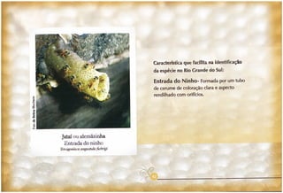 Abelhas sem ferrão no RS