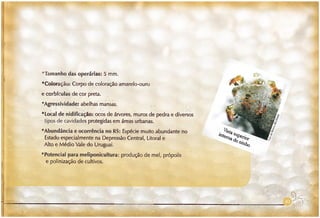 Abelhas sem ferrão no RS