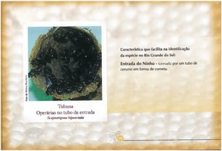 Abelhas sem ferrão no RS