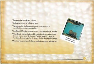 Abelhas sem ferrão no RS