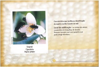 Abelhas sem ferrão no RS