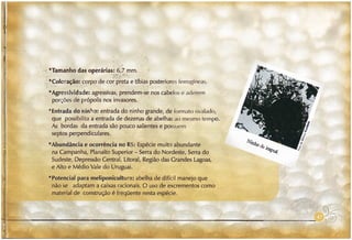 Abelhas sem ferrão no RS