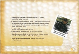 Abelhas sem ferrão no RS